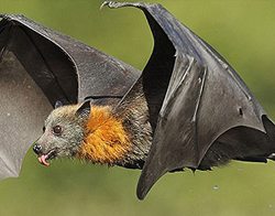 Bat Catcher