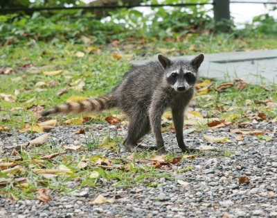 raccoon