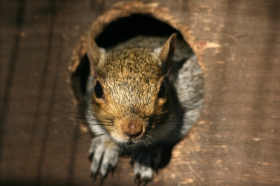 Squirrel