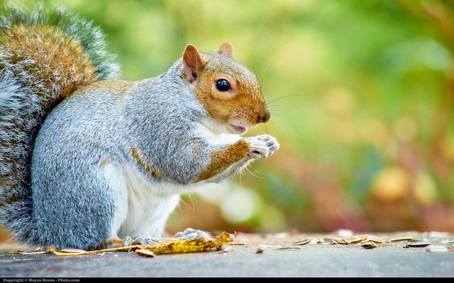 Shelby Township Squirrel Removal - CMC Animal Control