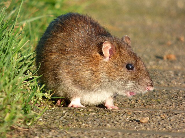 How to Get Rid of Rats - Rodent Control