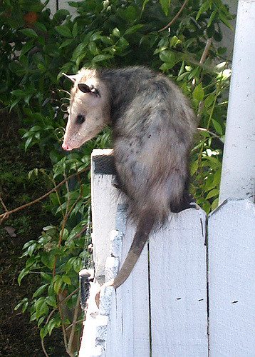 Opossum Removal