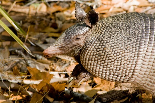 armadillo