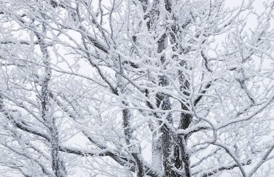 tree in snow