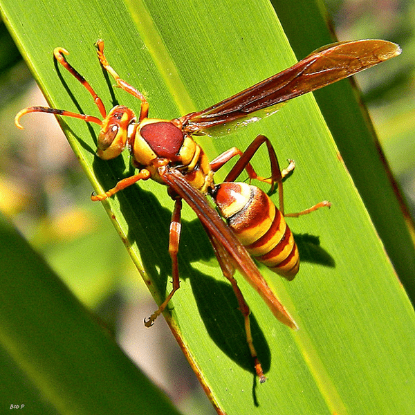 Yellow Wasp