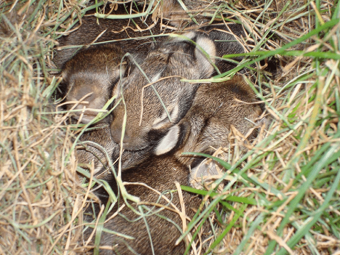 What to do if you find a nest of baby rabbits via Mountain WILD! 