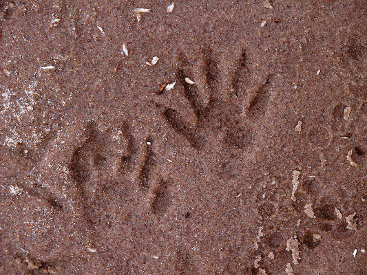 raccoon footprints