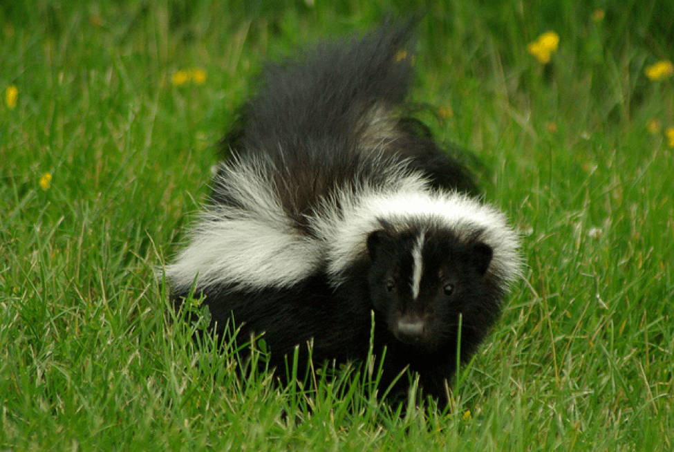 skunk spraying someone