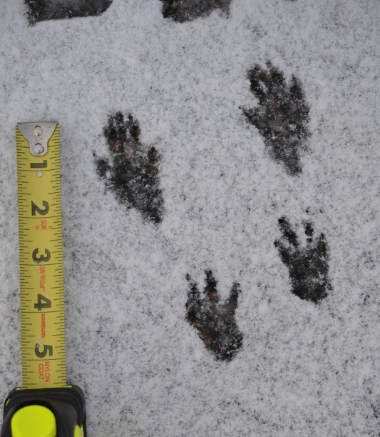 opossum paw prints in snow