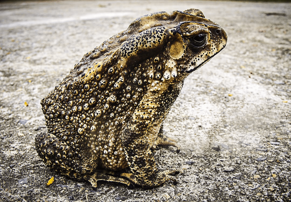 toad