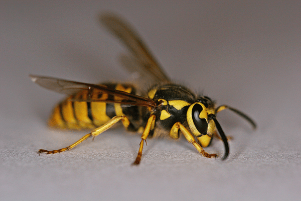 Is That A Bee A Wasp Or A Yellow Jacket Chimney And Wildlife