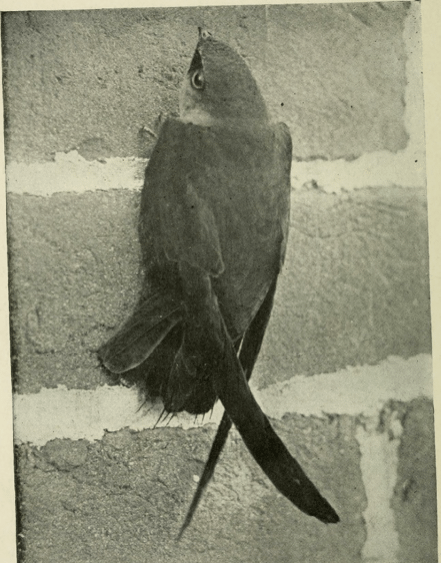 chimney swift