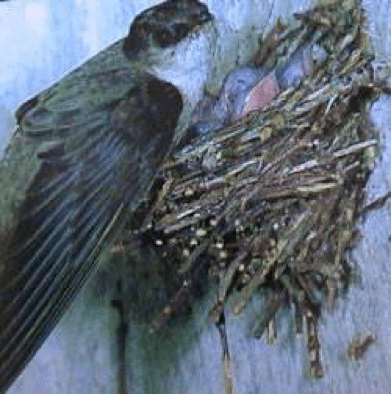  ley del tratado de aves migratorias