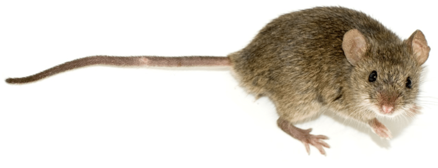 long tailed rat