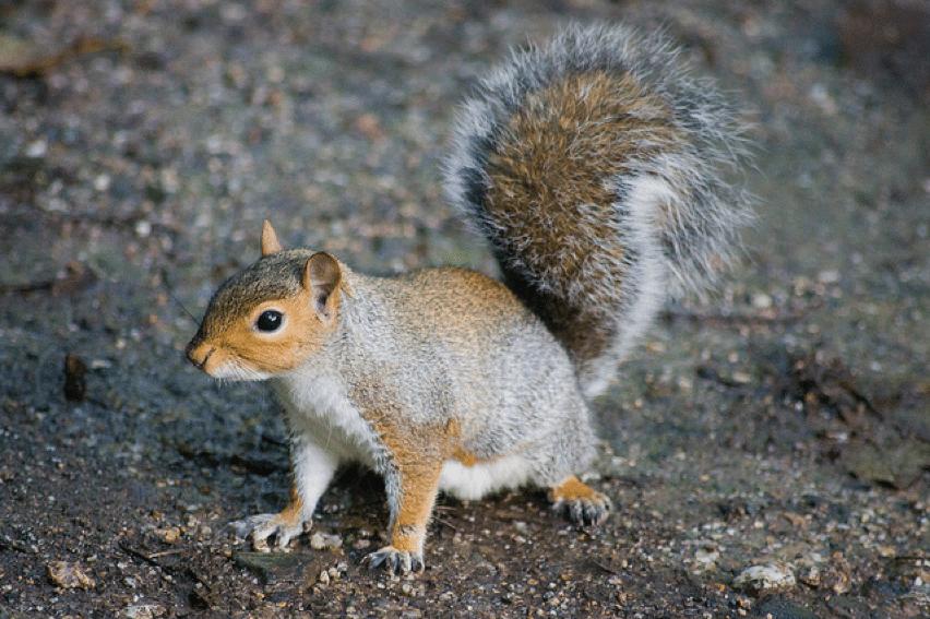 squirrel