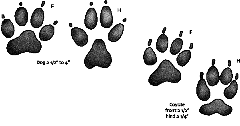 dog vs coyote paw print