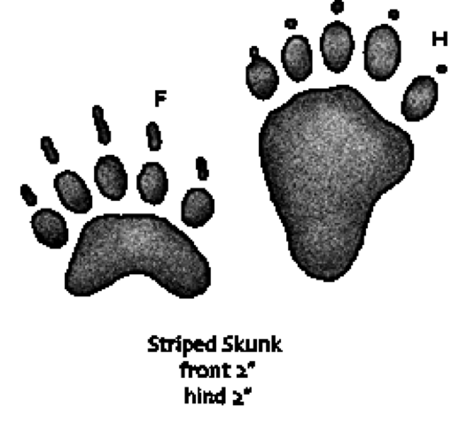 skunk paw print