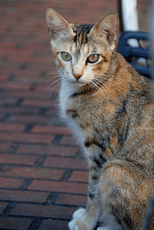 Stray cats 2024 in neighborhood