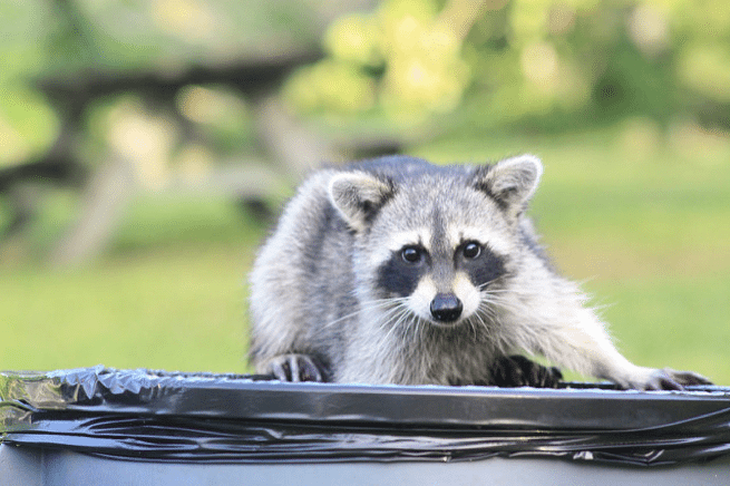 Wildlife Raccoon 