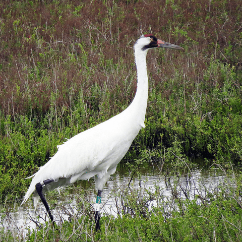 wild bird