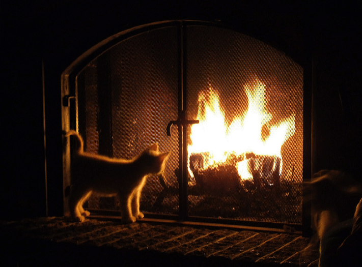 cat by fireplace
