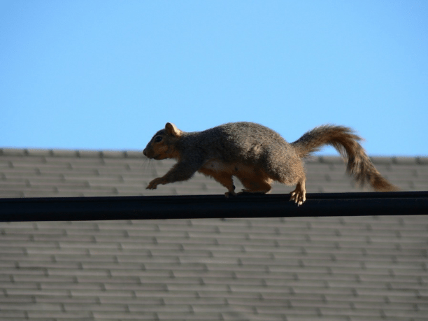 squirrel