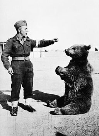 bear veteran