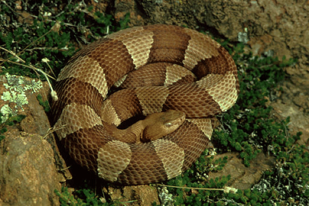 copperheads snakes