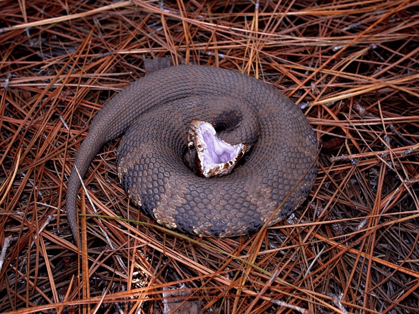 cottonmouth snakes