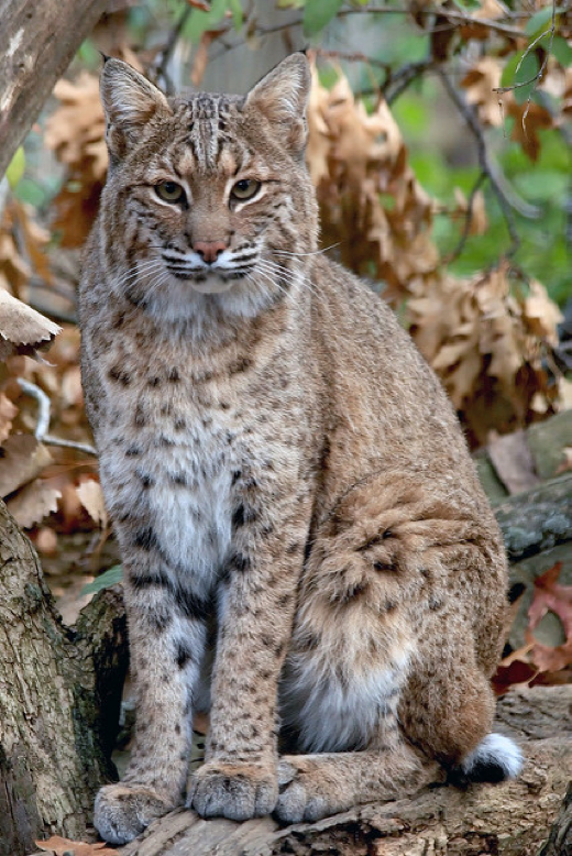 bobcat