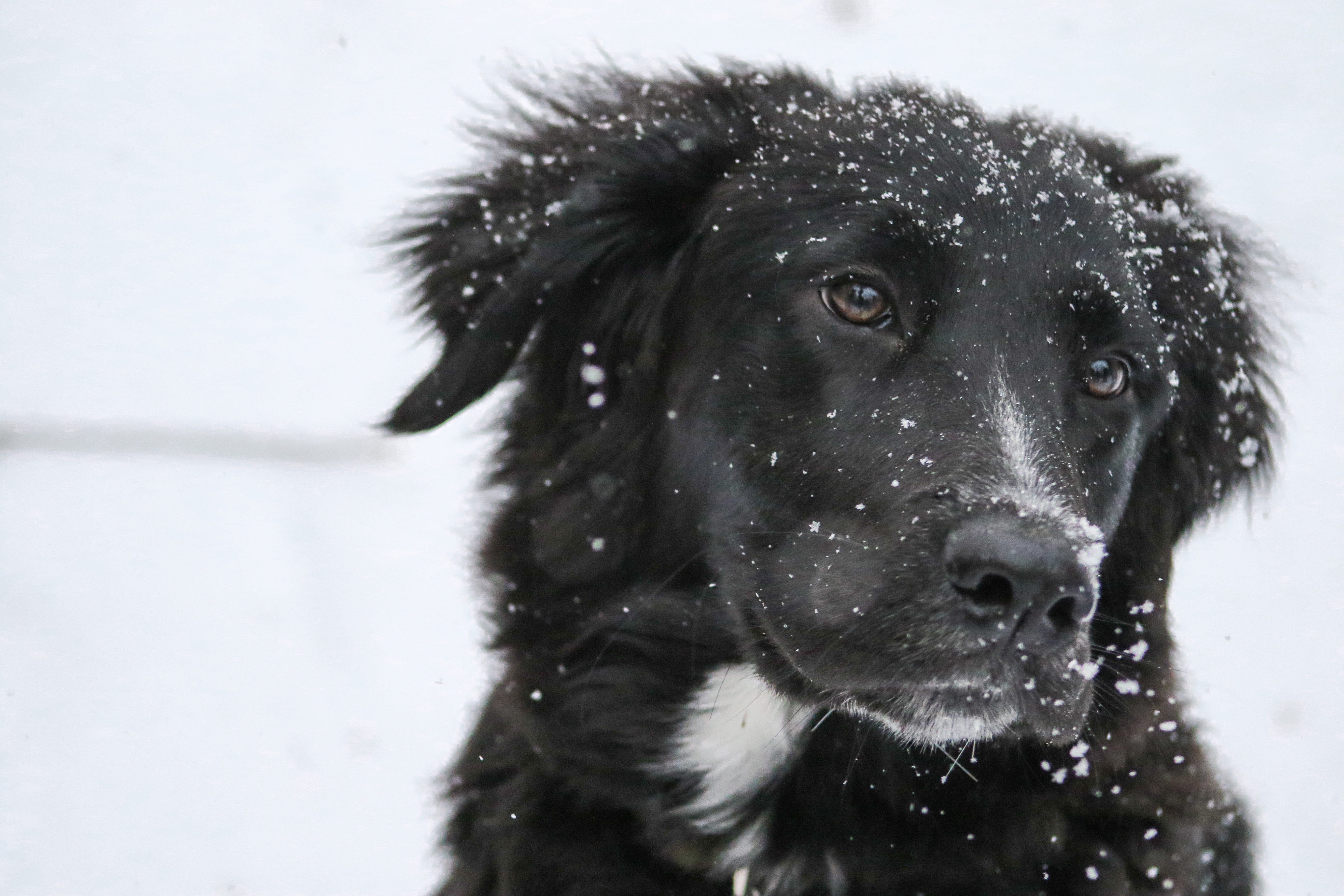 dog in snow