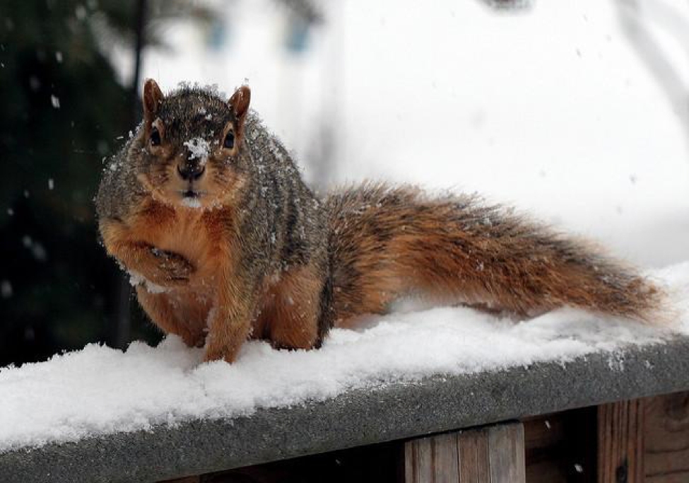 Animals with white winter camouflage could struggle to adapt to