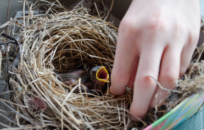 Wild Wings - This blue jay baby is a fledgling. It is