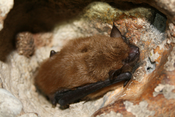 Six Bats Over Texas – An Overview of Texas Bat Species - Chimney and