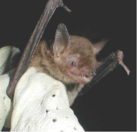 Cave Myotis