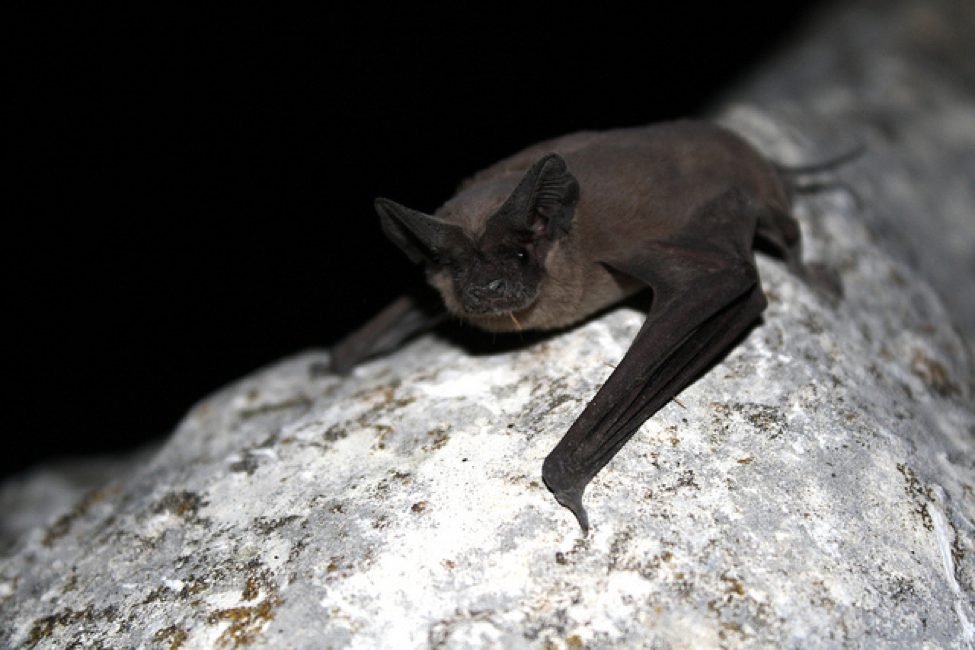 mexican free tailed bat