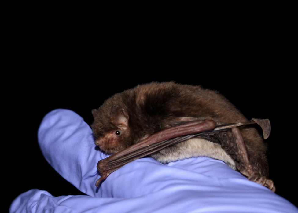 southeastern myotis