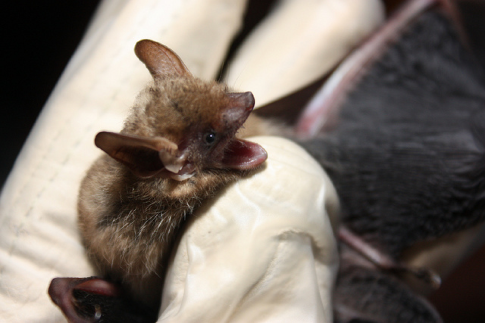 Tri-Colored Bat