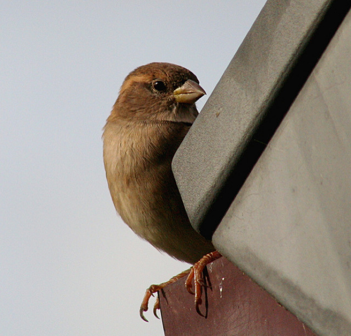 bird on roof