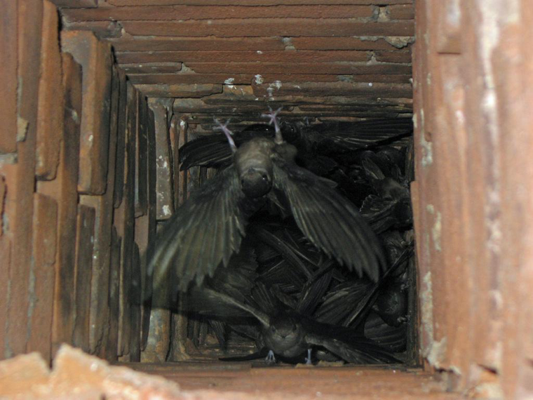 chimney swifts