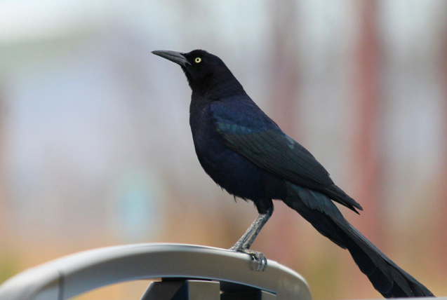 grackles