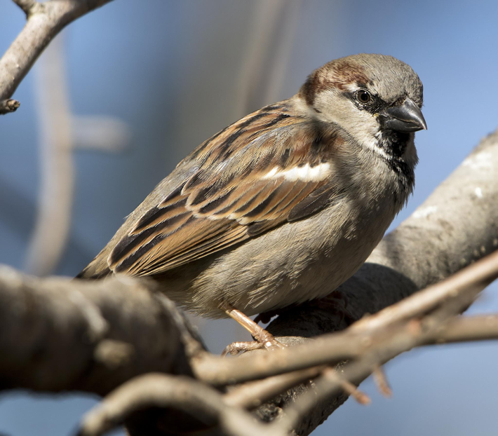 house sparrows