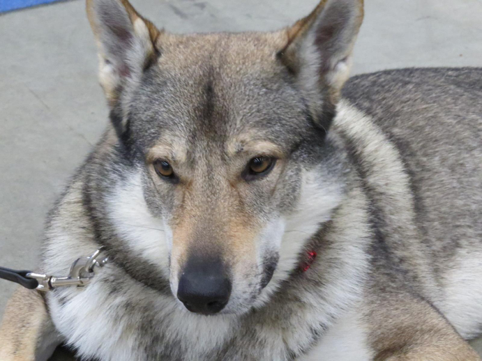 dog and cat hybrid