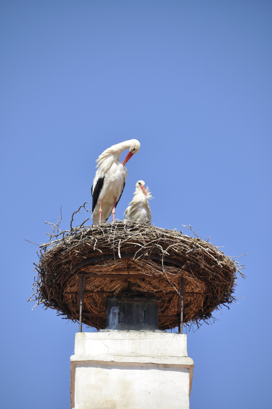 birds nest on chimney