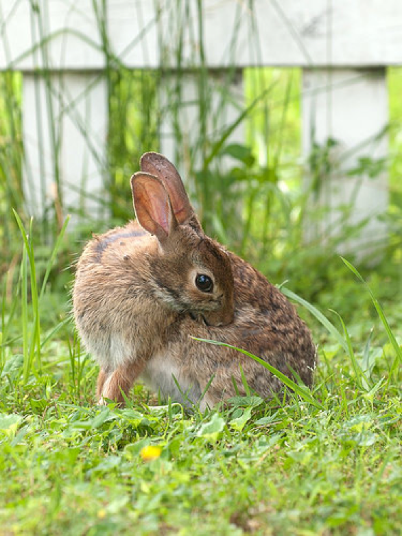 bunny